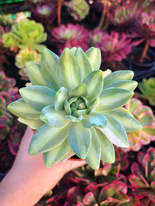 Orostachys Phoenix variegata