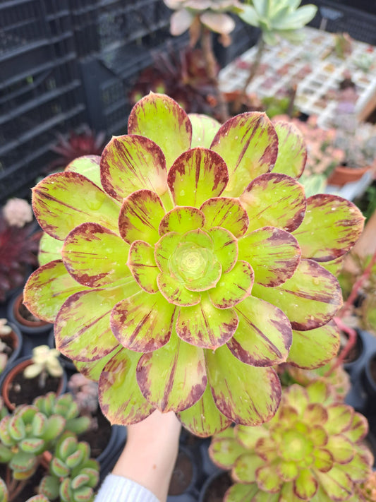 Aeonium Rubrolineatum