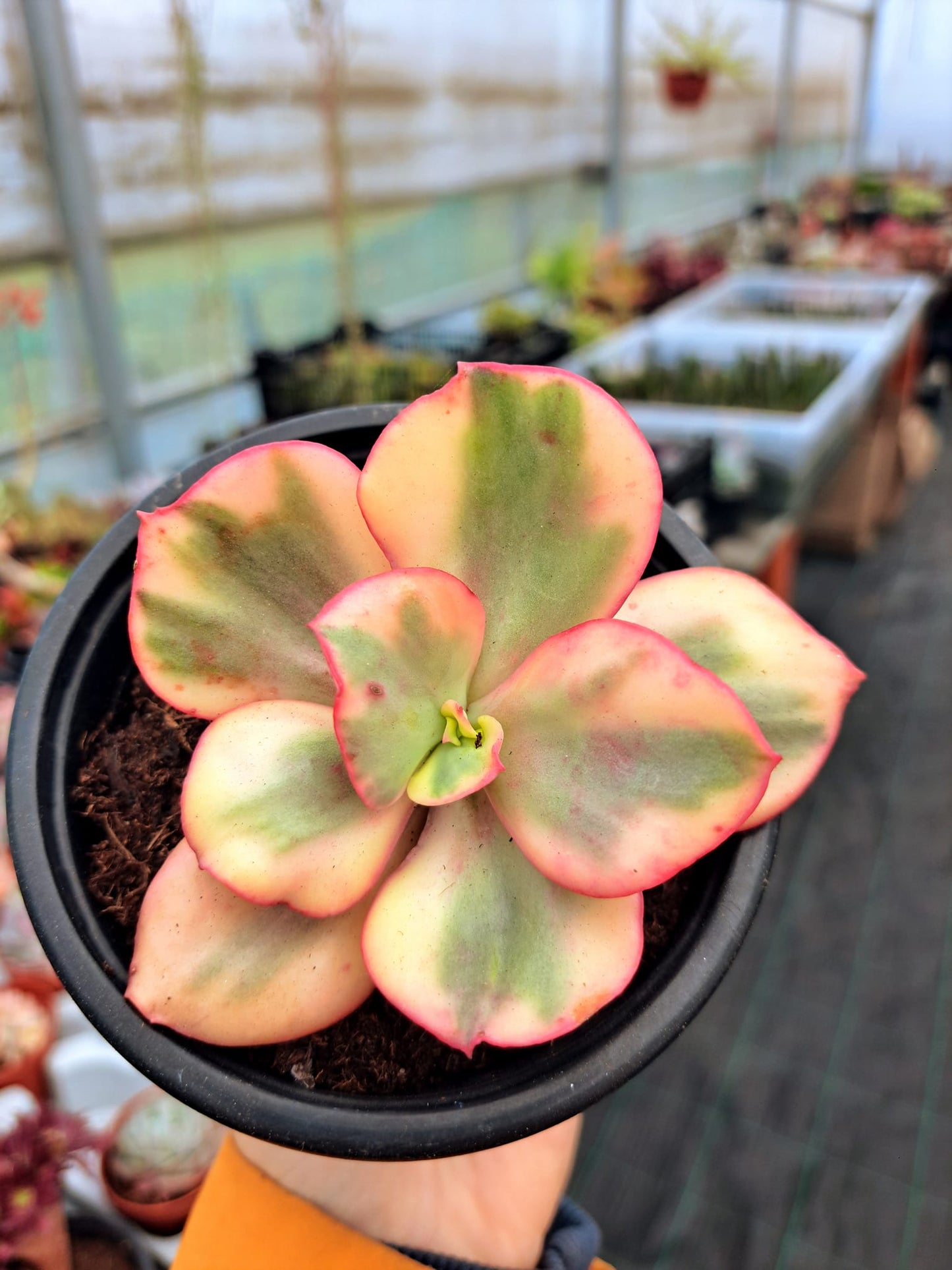 Echeveria Flamengo Variegata