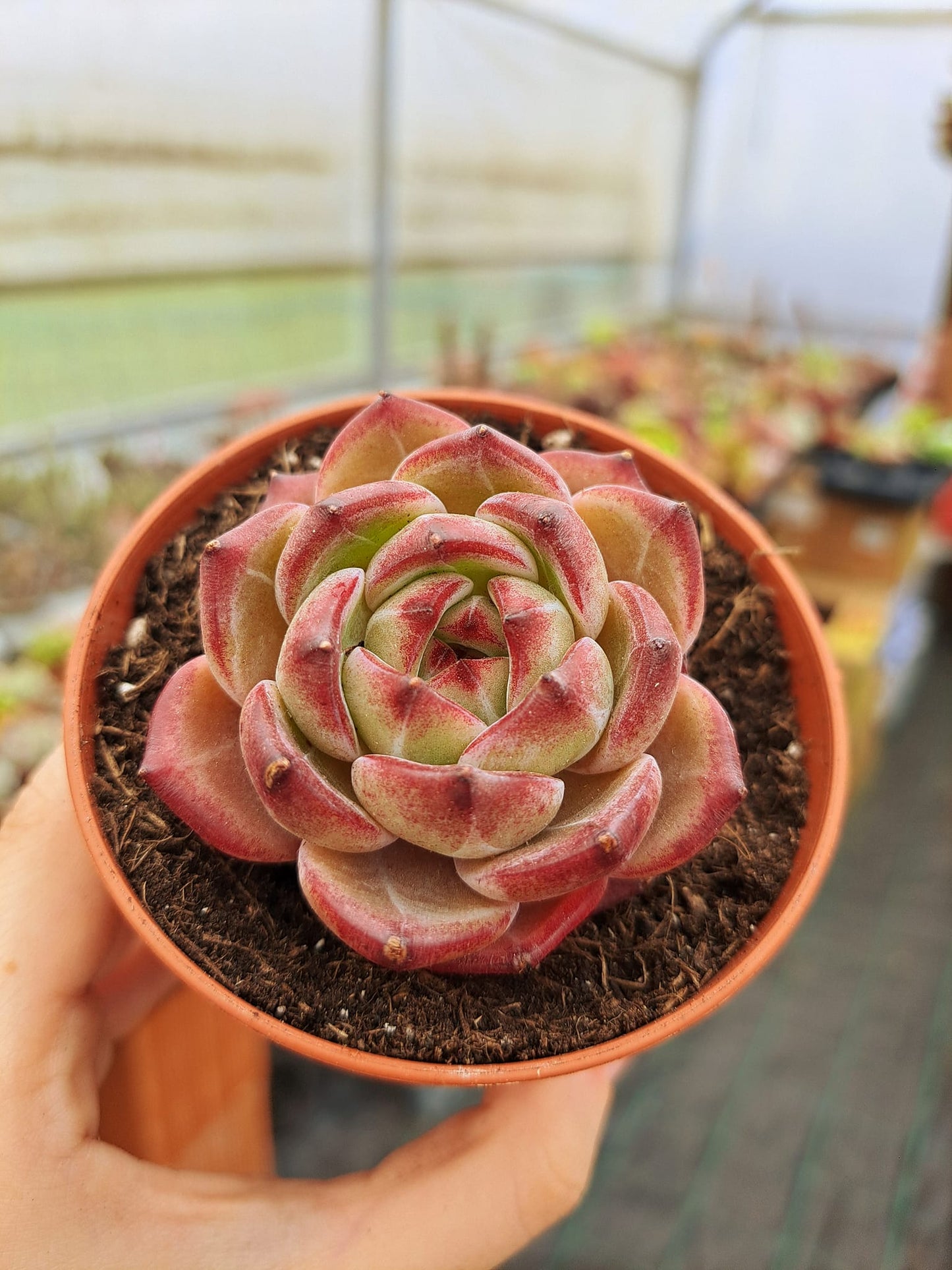 Echeveria Daredevil