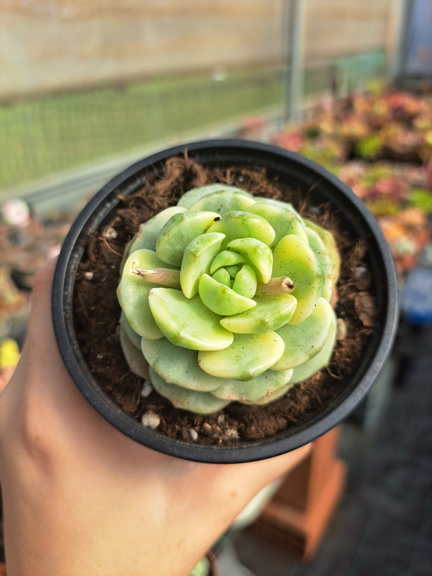 Echeveria pudgy variegata