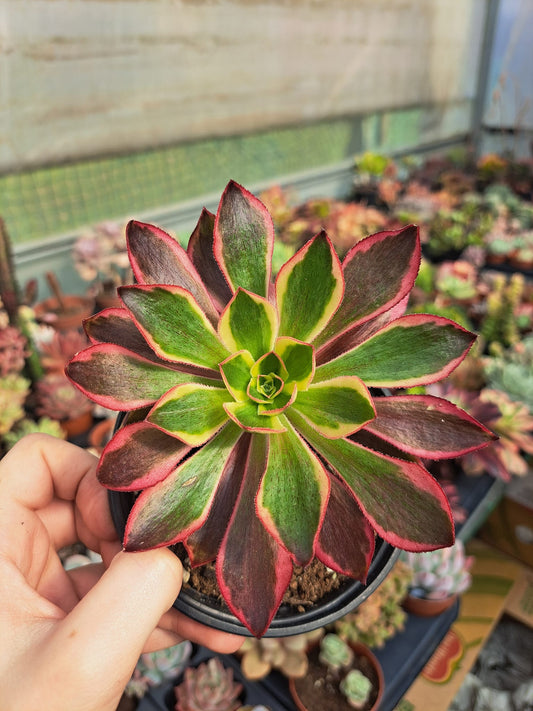 Aeonium phantom