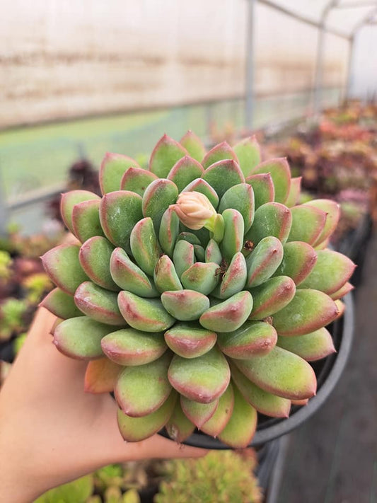 Echeveria King Midas