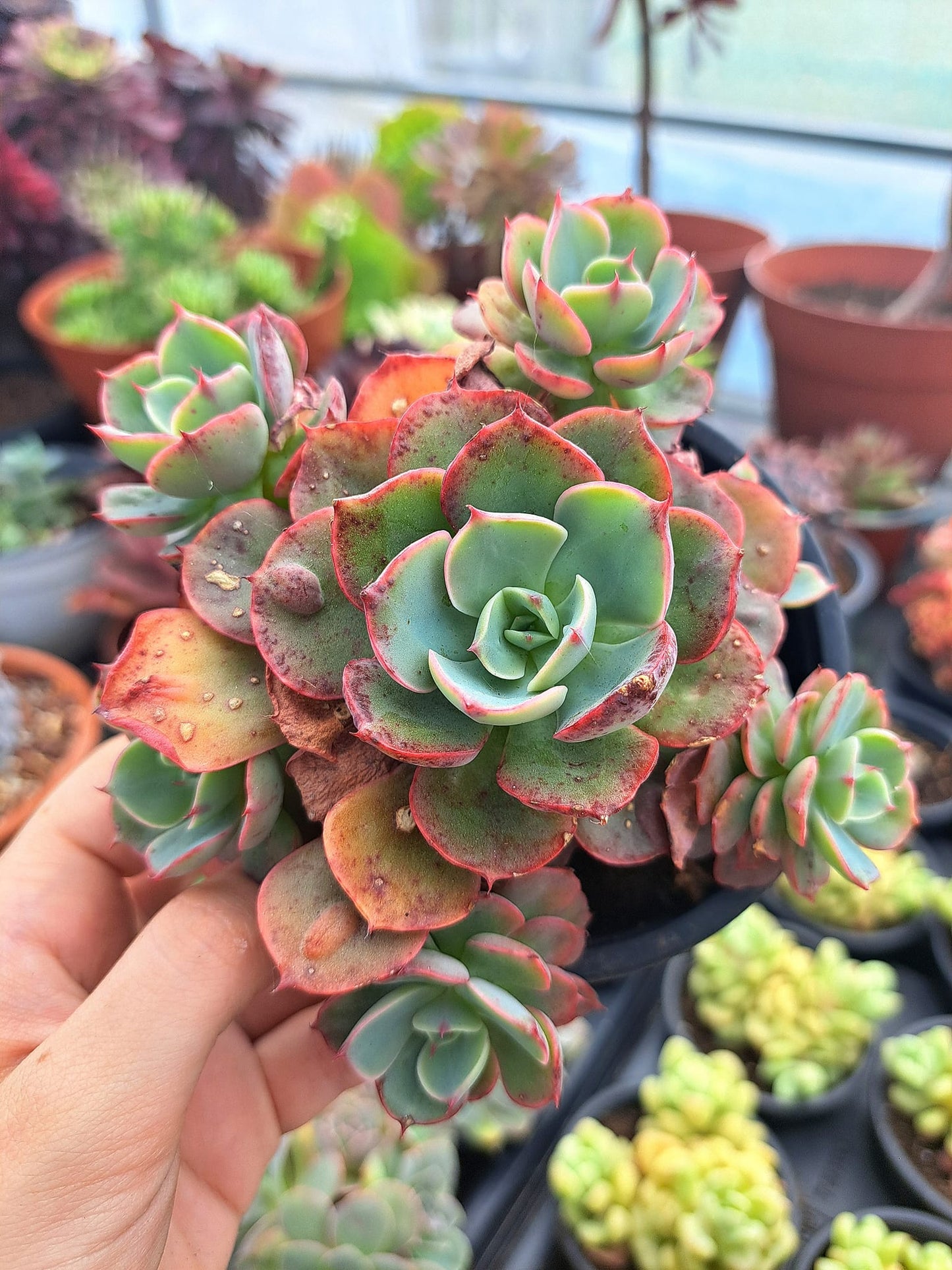 echeveria raindrops