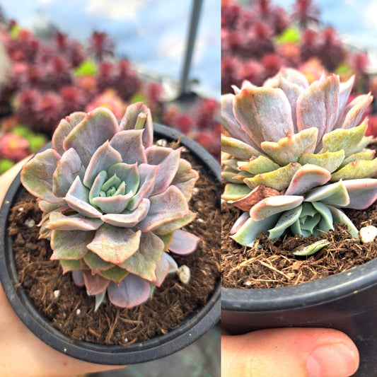 Echeveria Fiona Silk Variegata