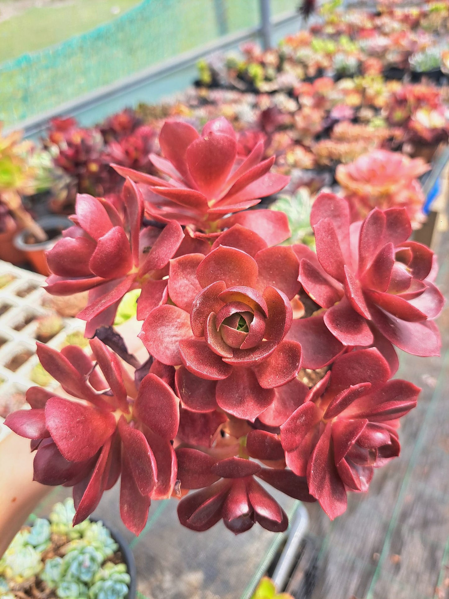 Aeonium Color World