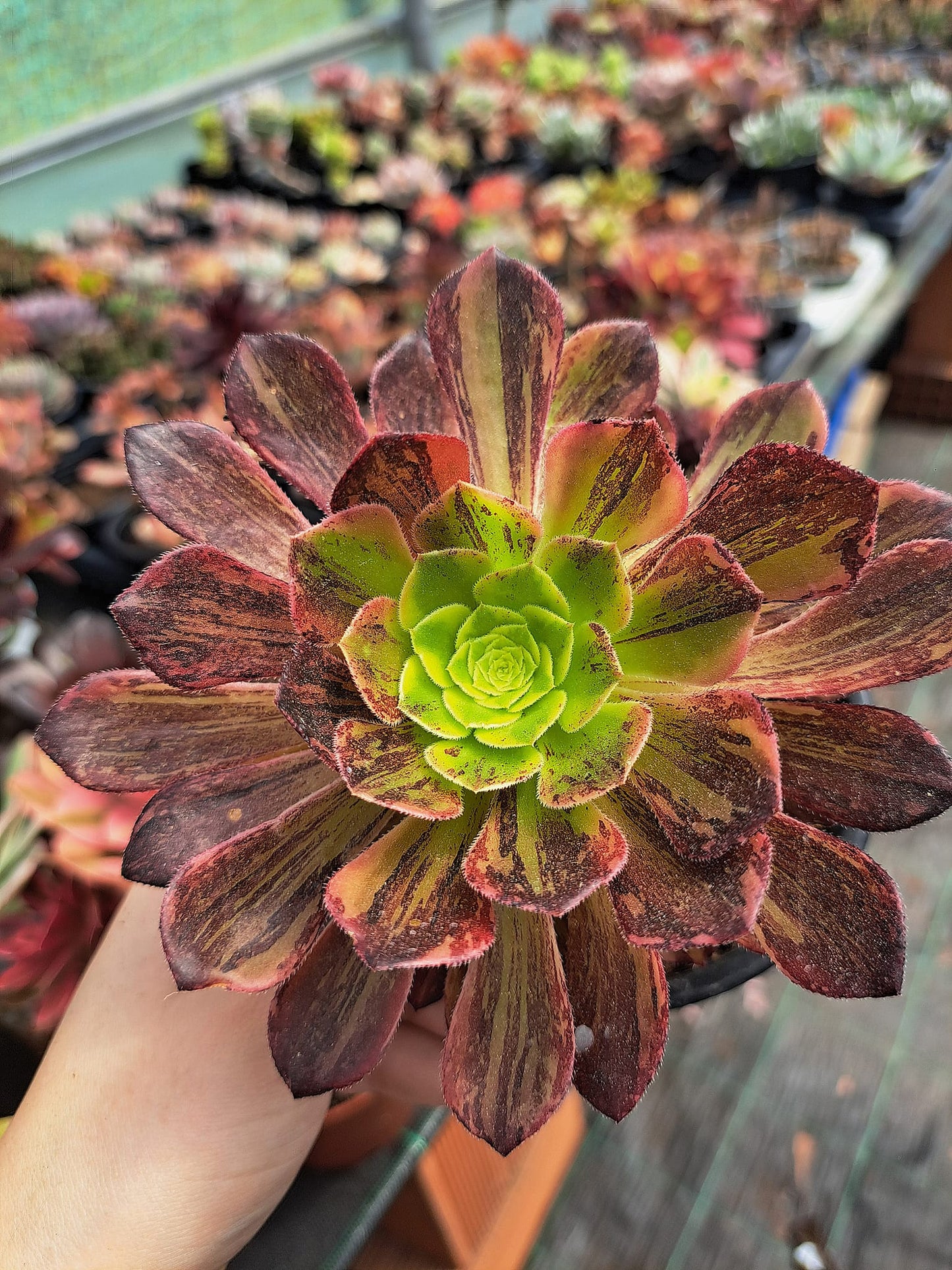 Aeonium Brown Bear (Fiesta x Big Bang)