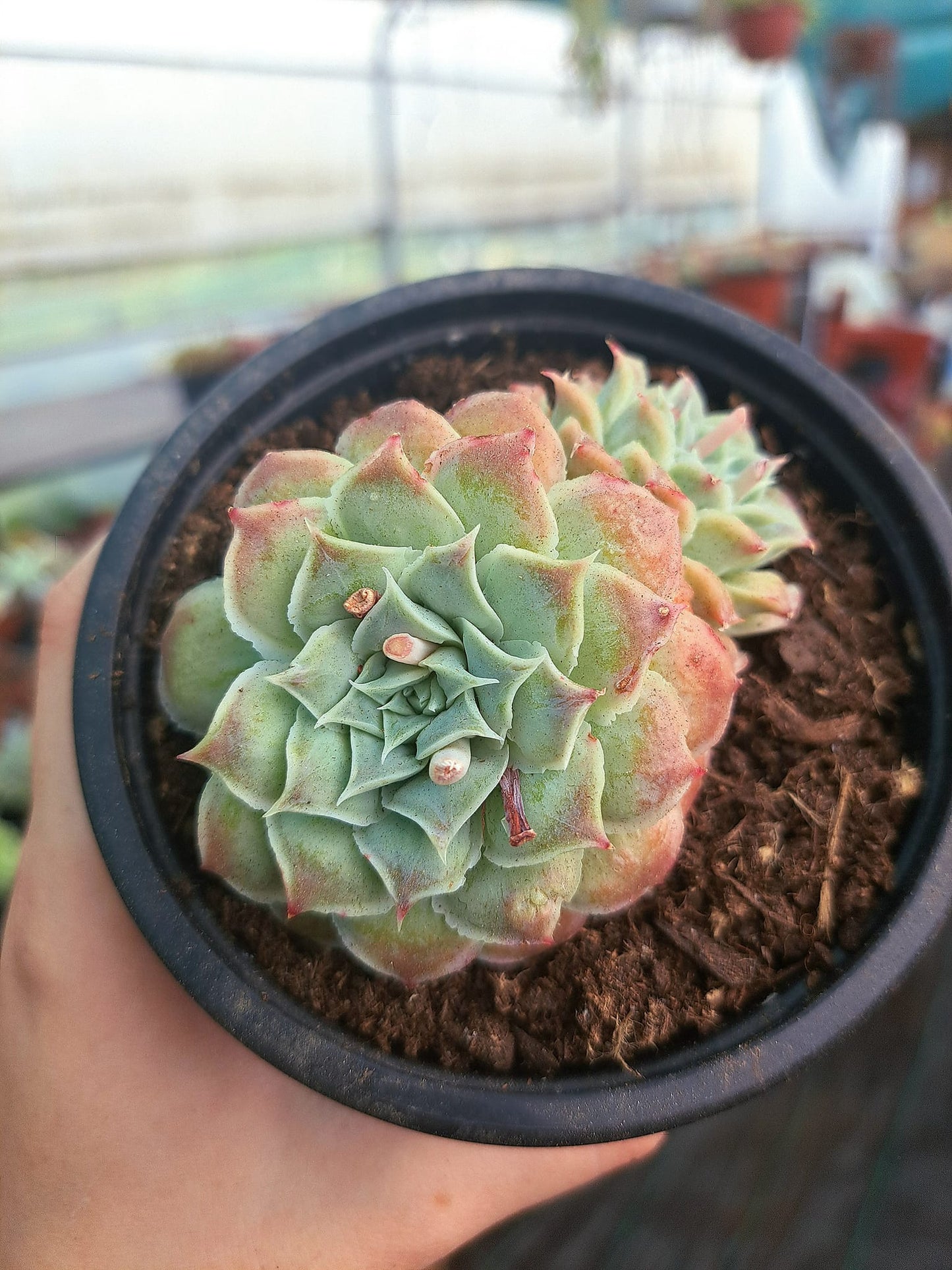 Echeveria tears of mexican