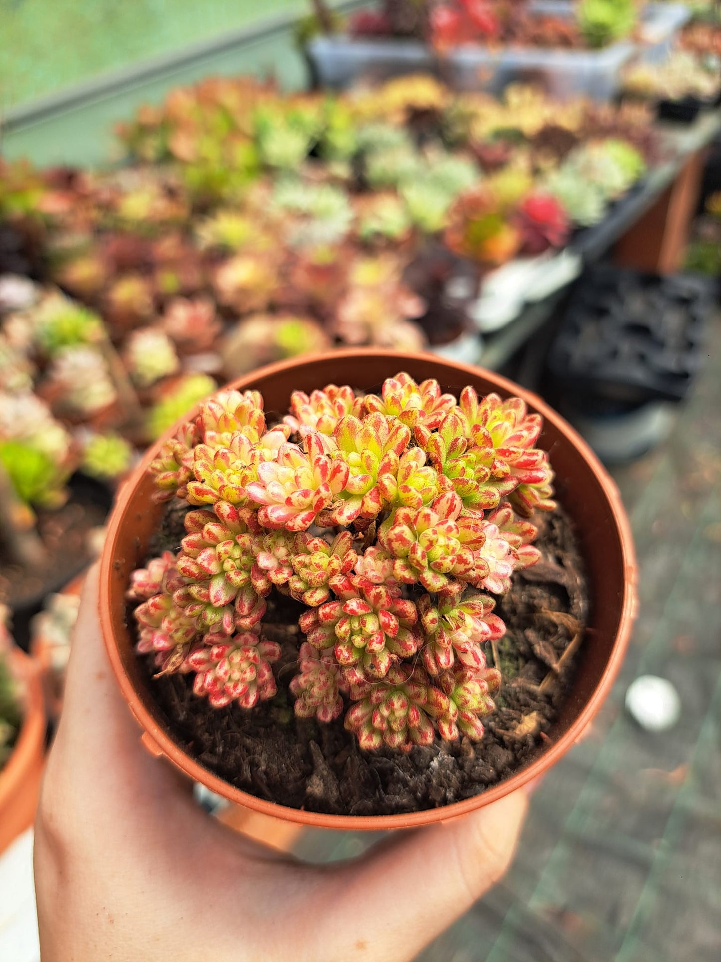 Aeonium Sedifolium Variegata