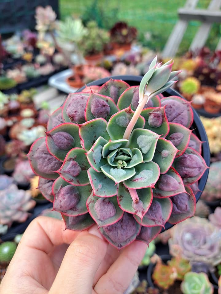 echeveria raindrops