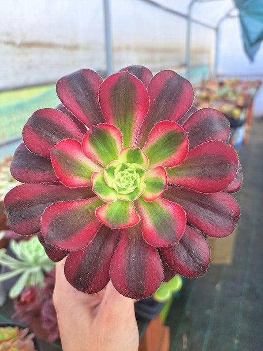 Aeonium Chanel