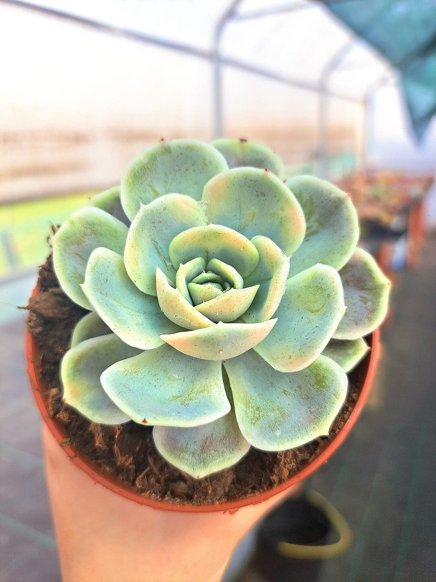 Echeveria Blue Surprise Variegata