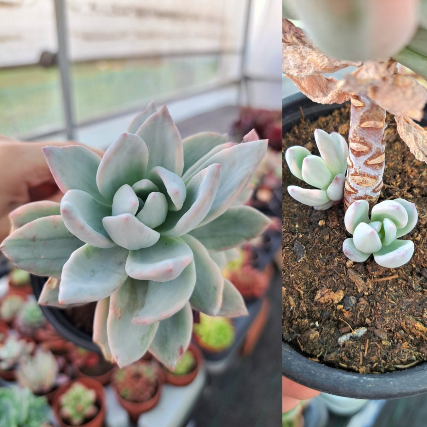 Pachyveria Powder Puff variegata