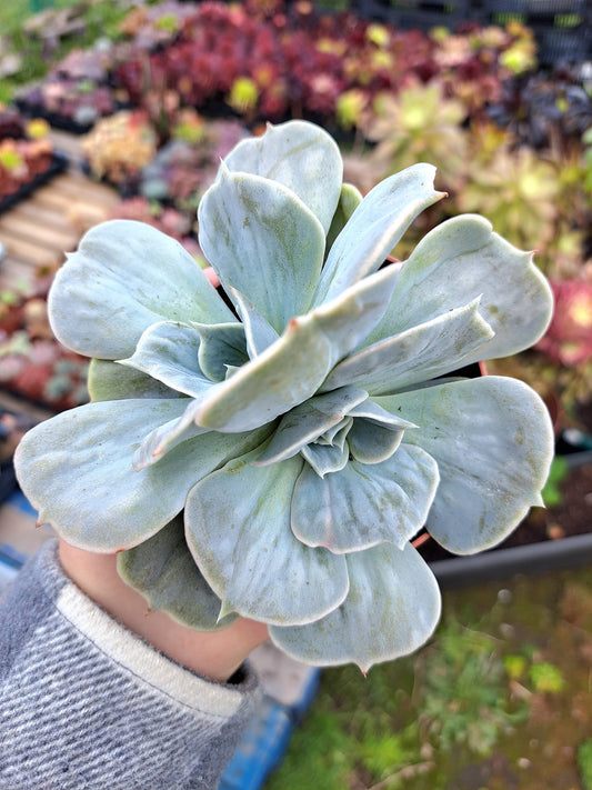 Echeveria Lilacina Marble Variegata