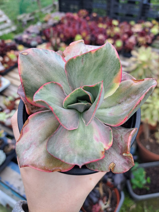 Echeveria Minigosaong Variegata