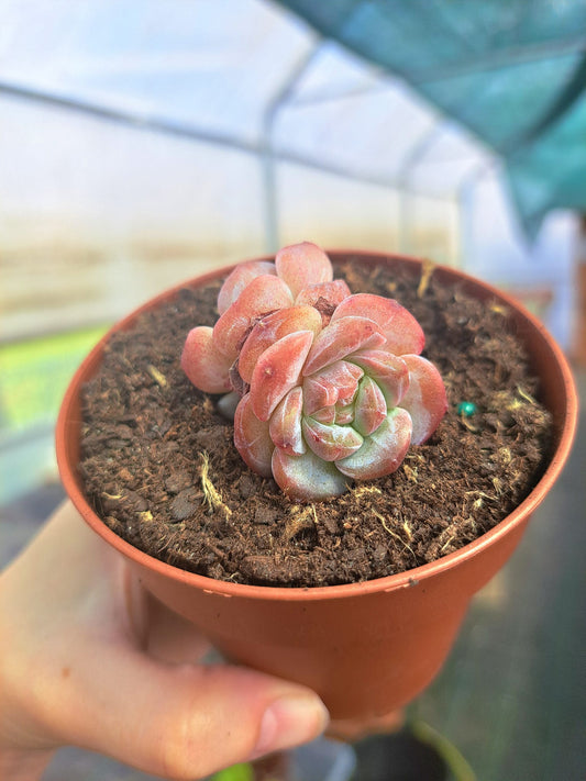 Echeveria pure love