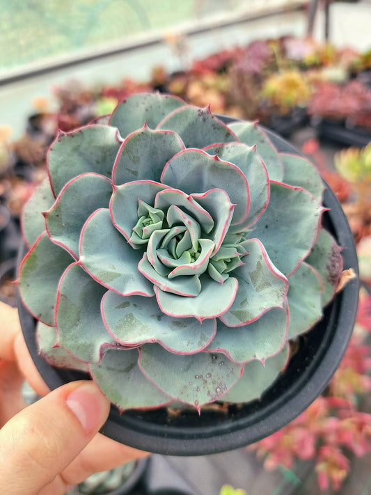 Echeveria Atlantis