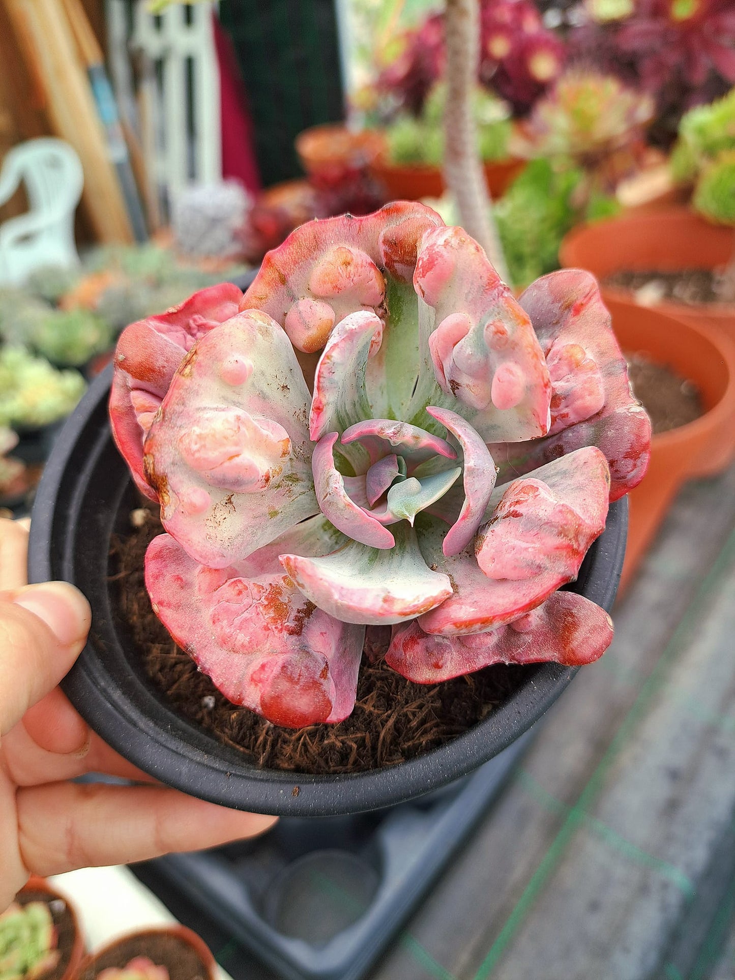 Echeveria Beyoncé