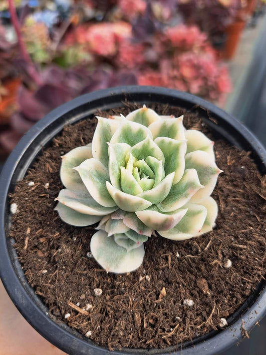 Onslow variegata