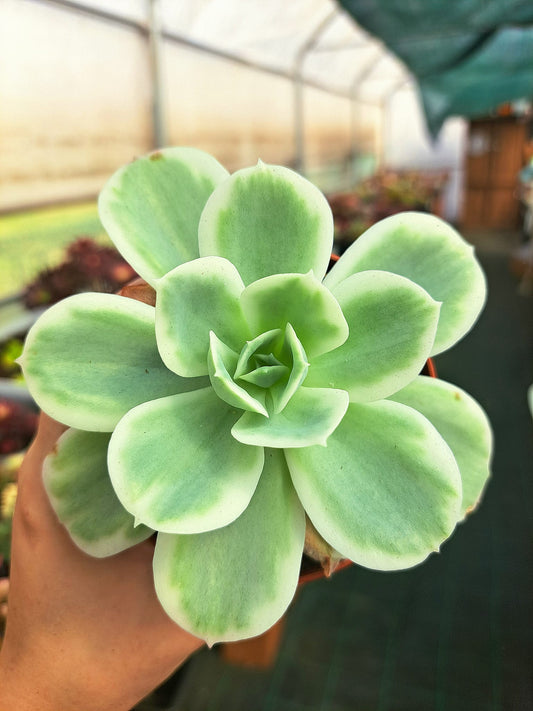 Echeveria Lemon Rose Variegata