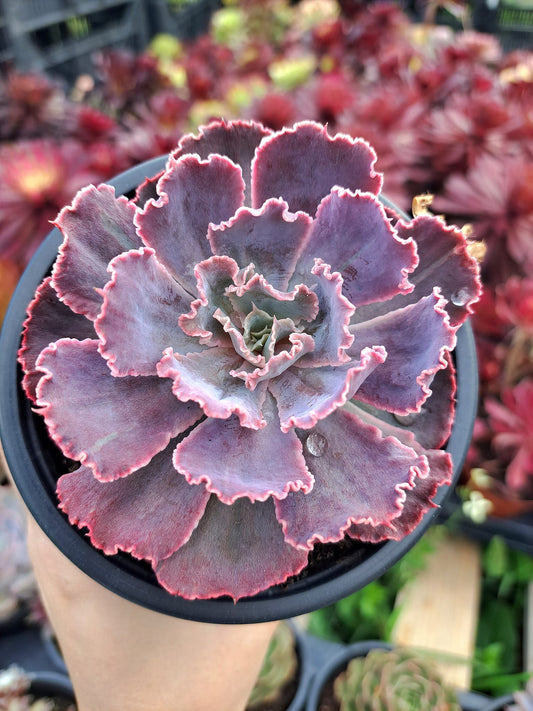 Echeveria Neon Breakers