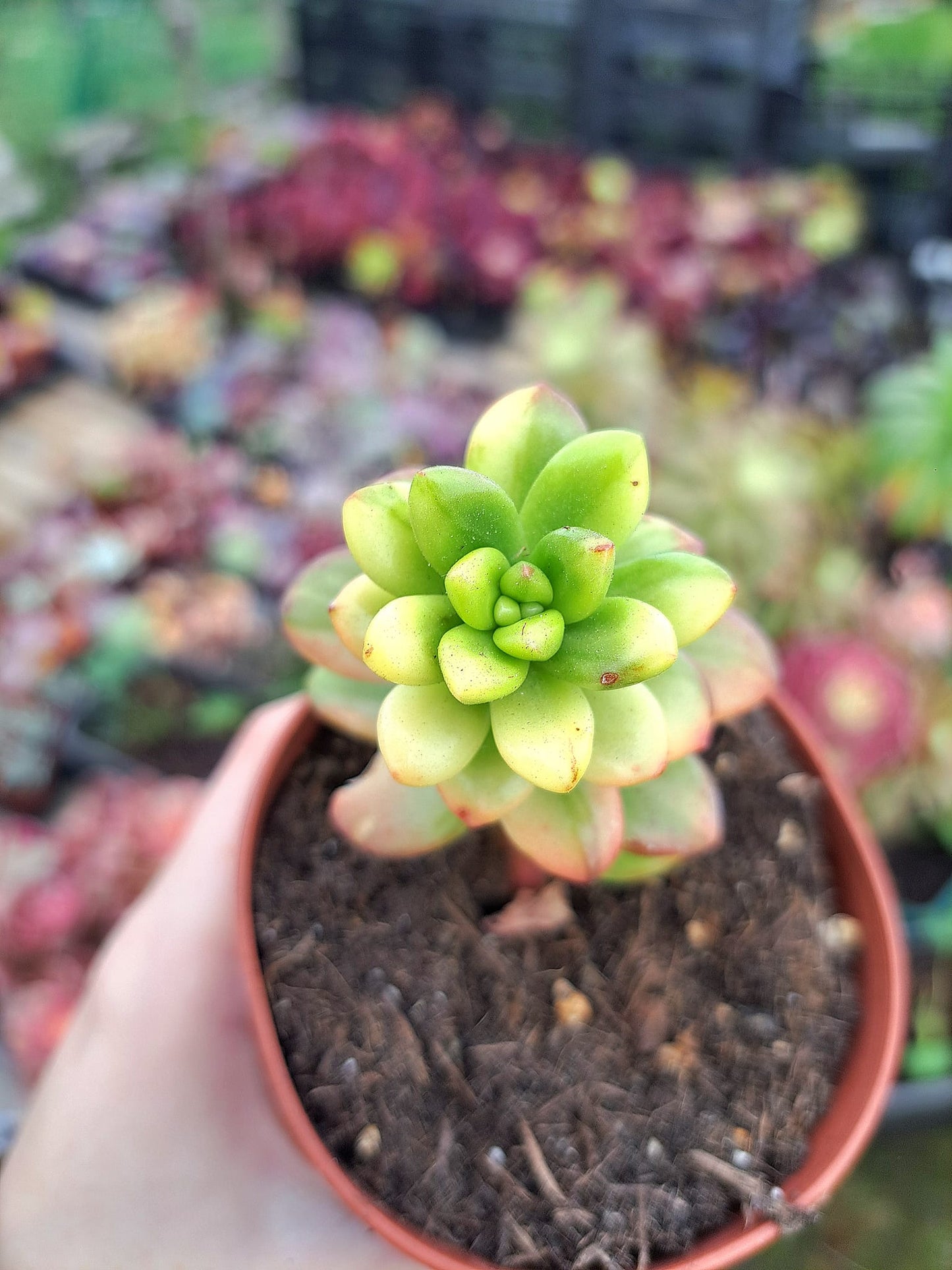 Sedum lucidum "Obesum" Variegata