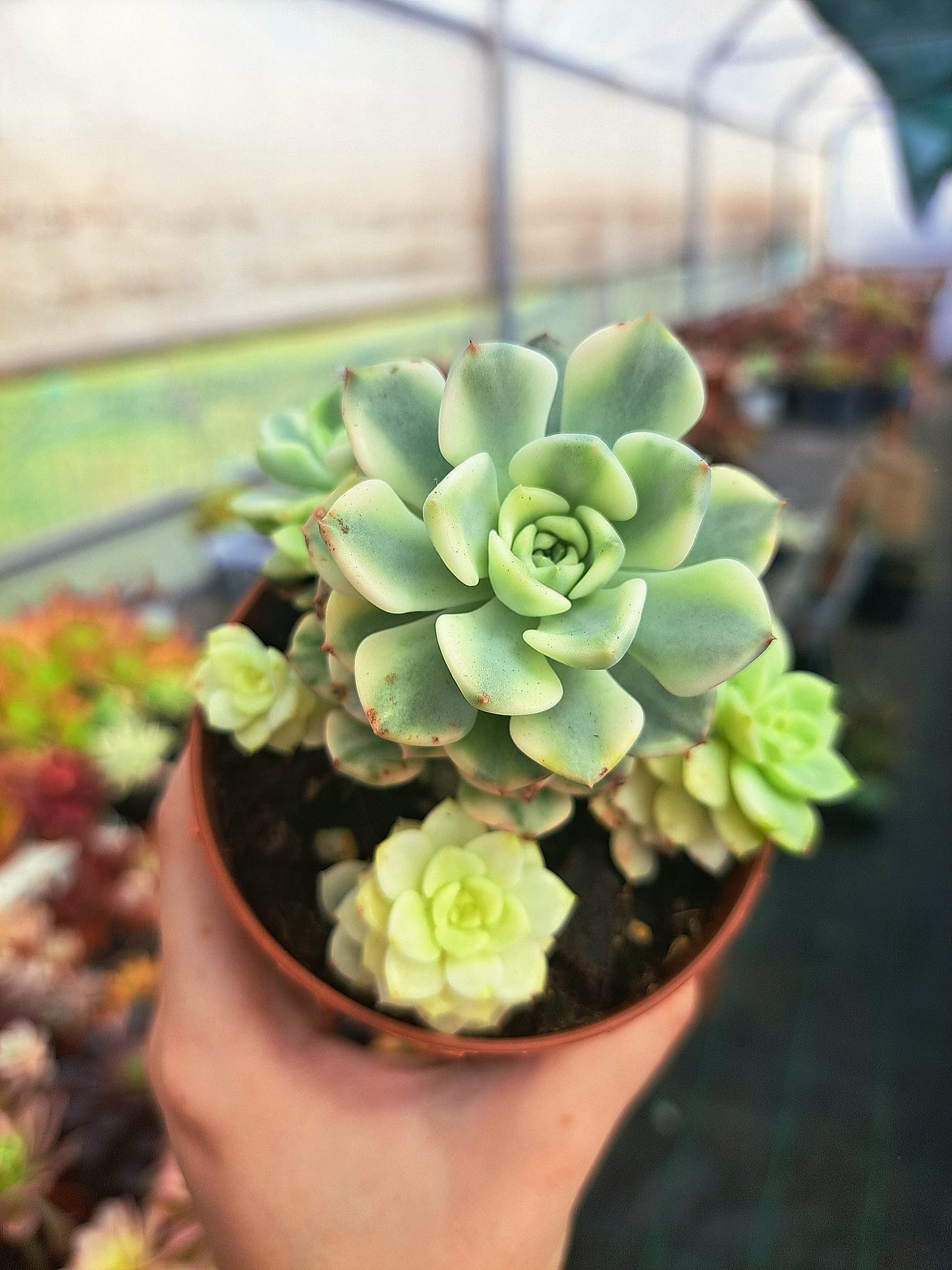 Echeveria nicksana variegata