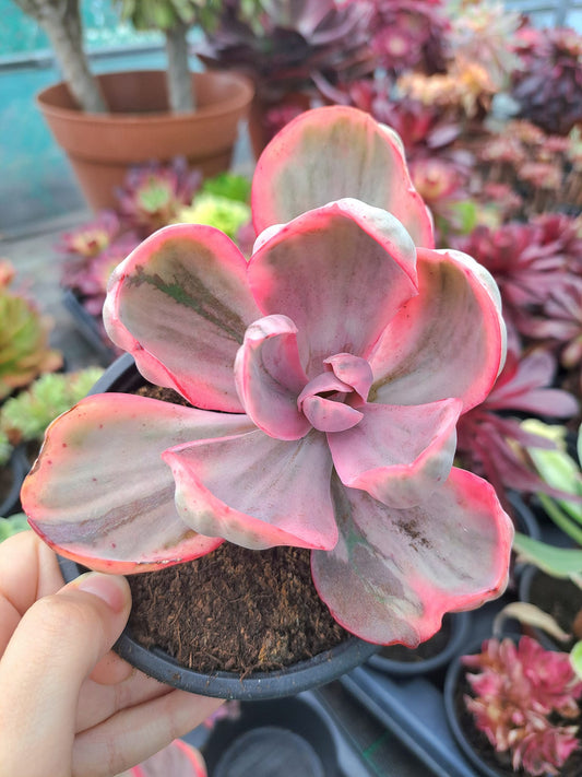 Devil Wings Variegata