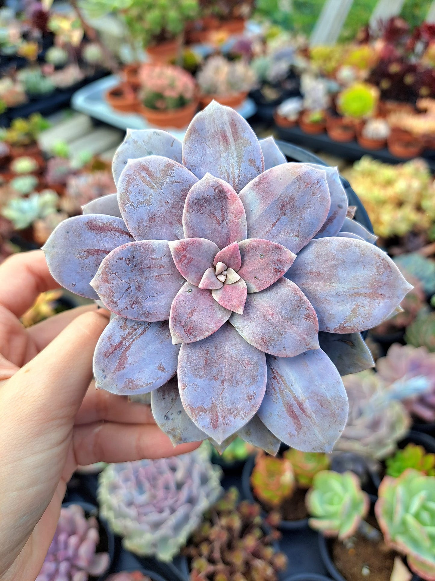 Echeveria superbum variegata