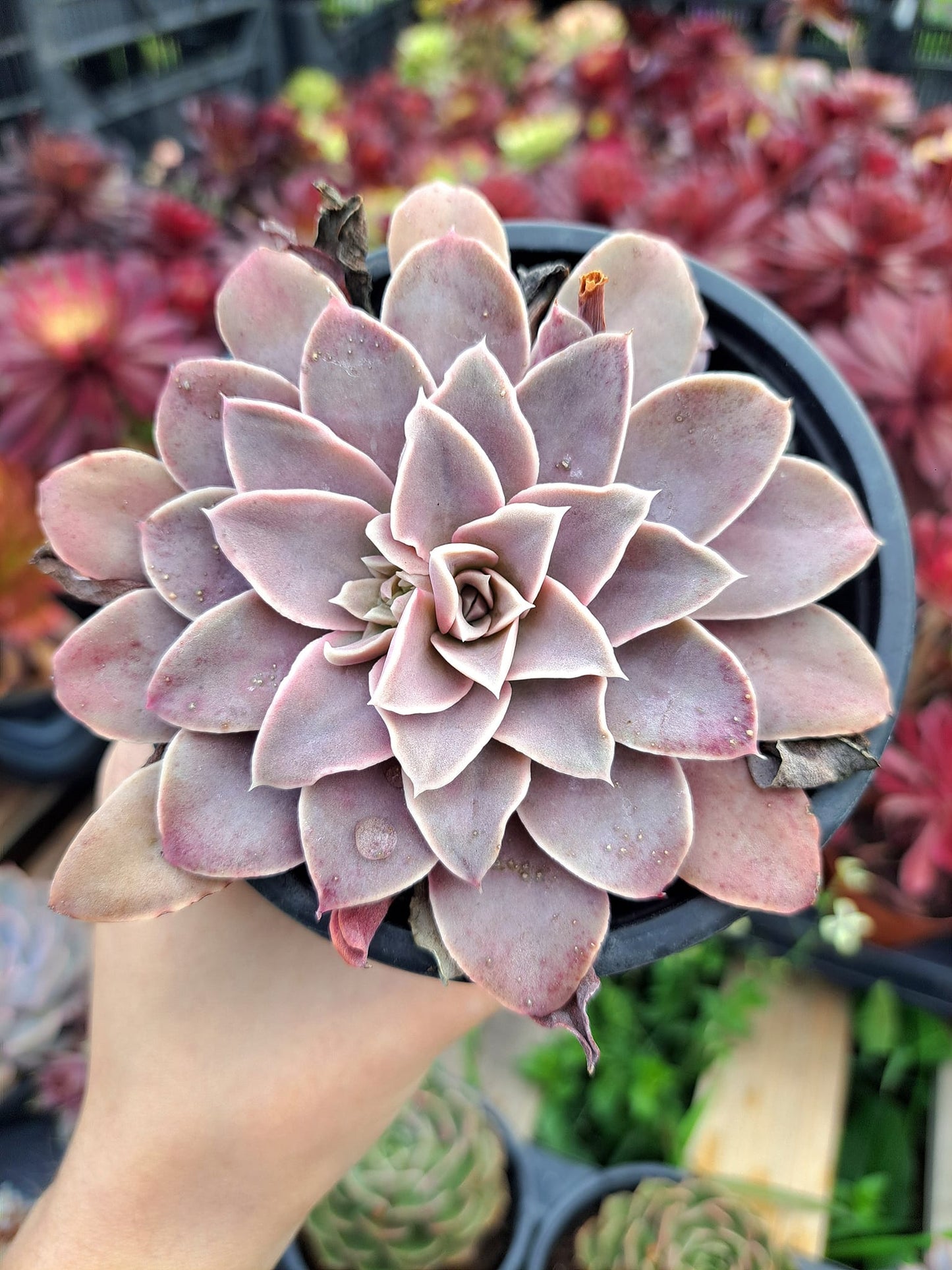 Echeveria ginmeisyoku