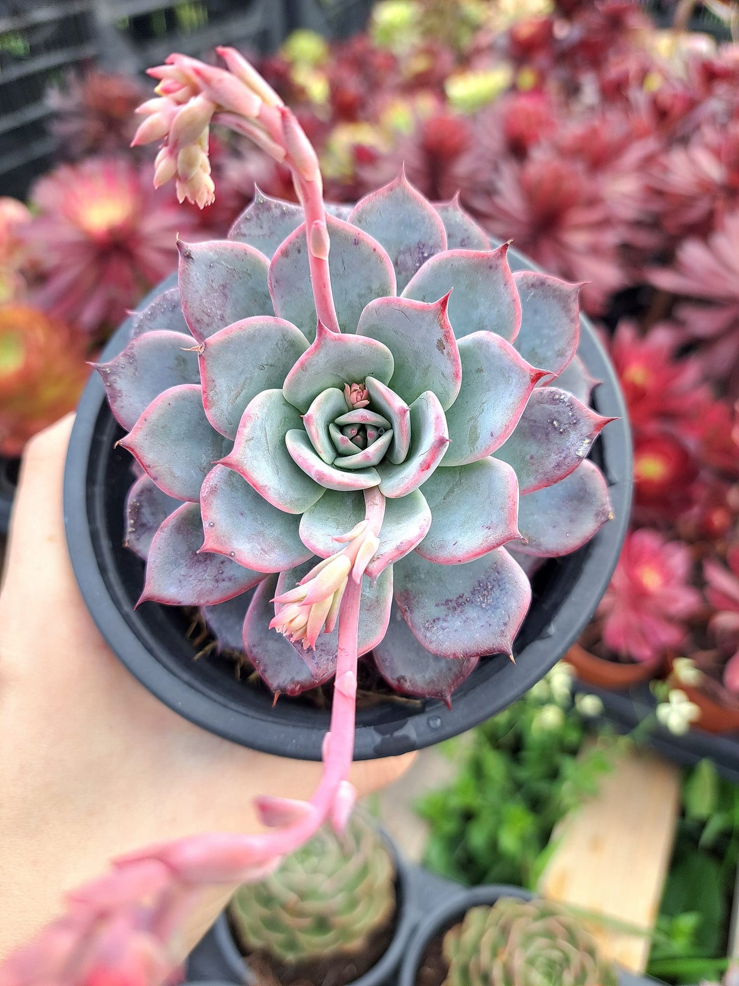 Echeveria Laulensis