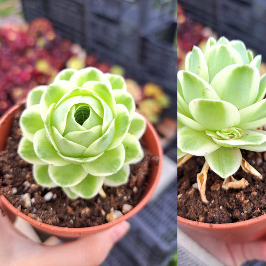 Aeonium Grenovia Aurea Variegata