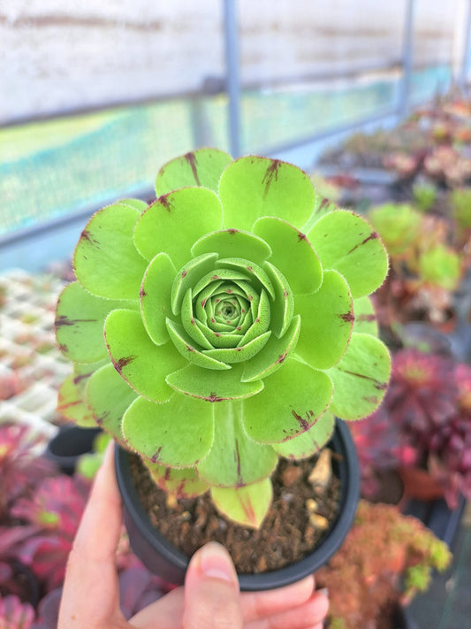 Aeonium Green Tea