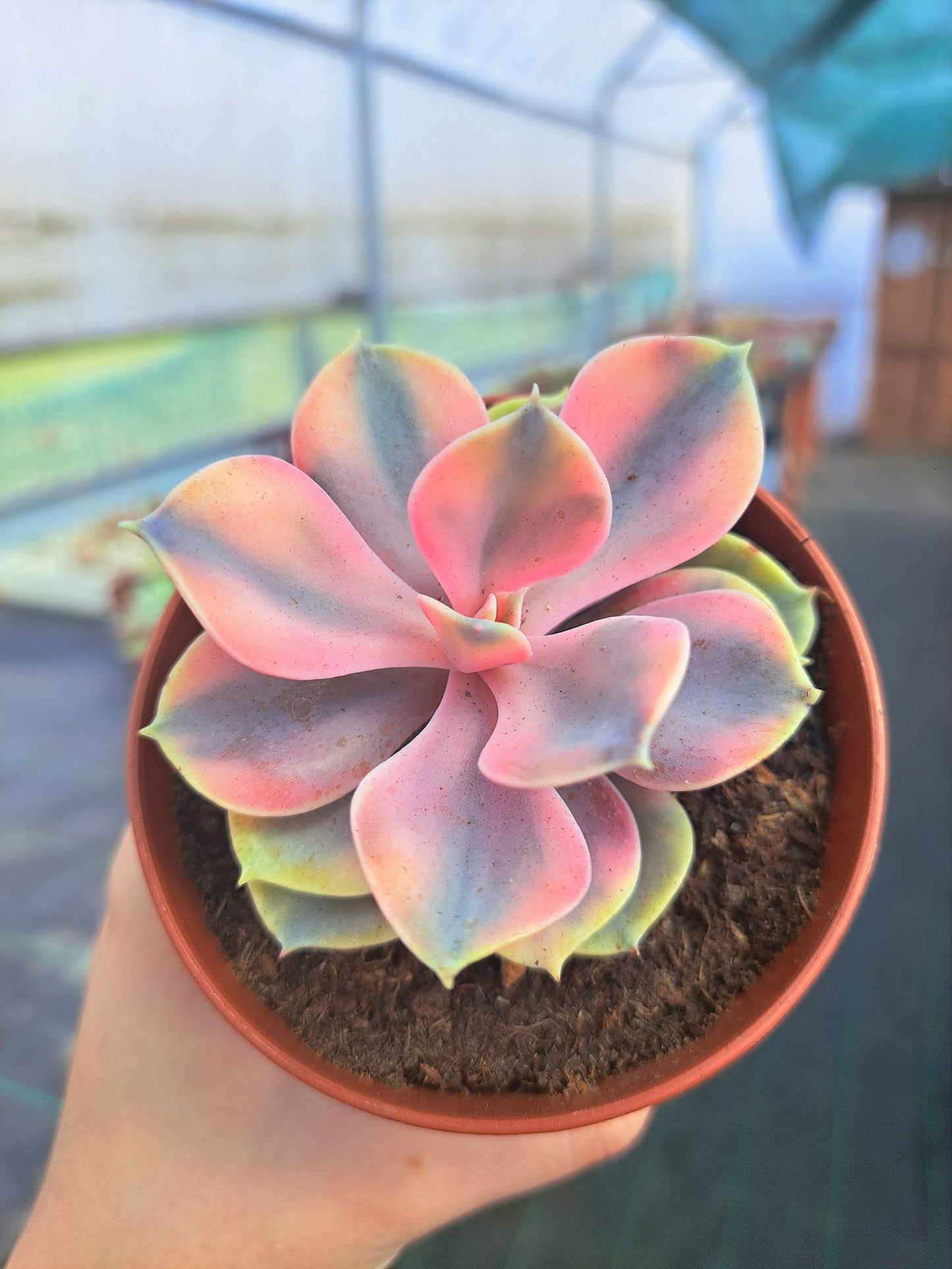 Echeveria rainbow