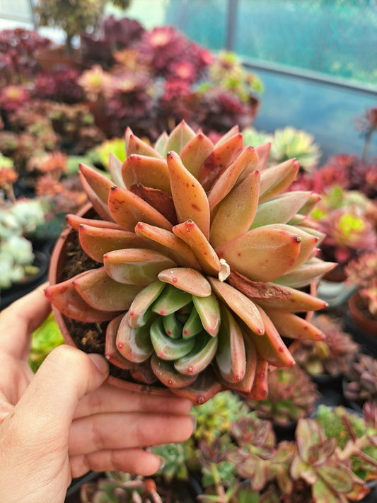 Echeveria German Champagne