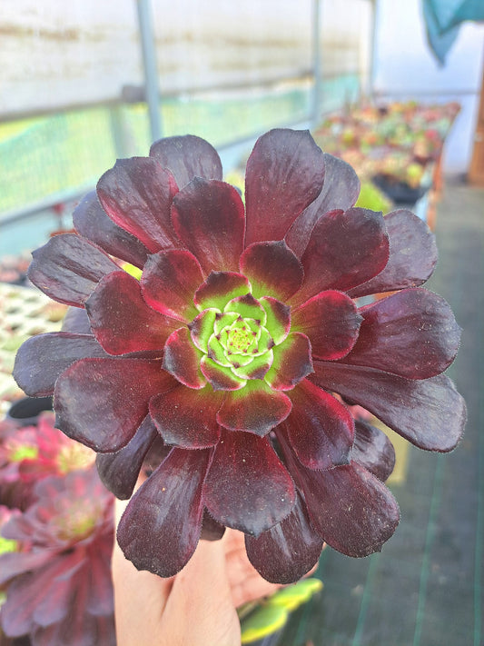 Aeonium Black King Kong