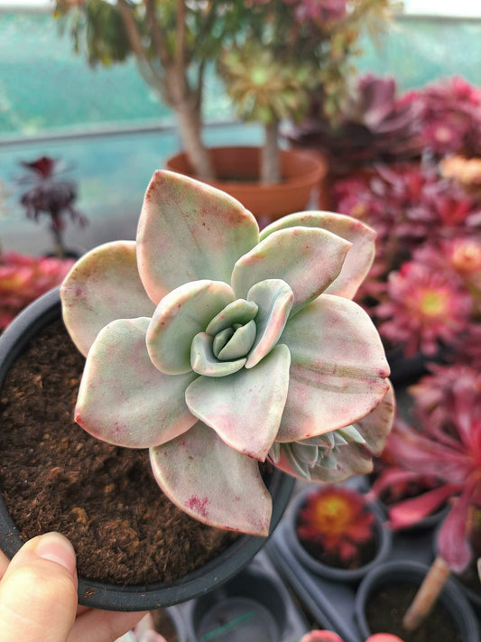 Graptoveria Bainesii Variegata