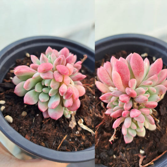 Echeveria Little Red Egg Variegata