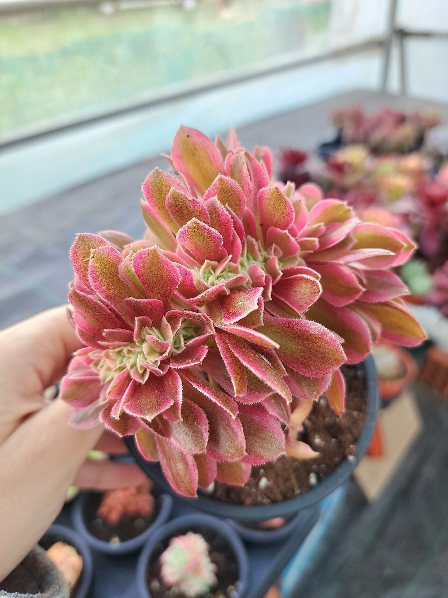 Aeonium Pink Witch Cristata