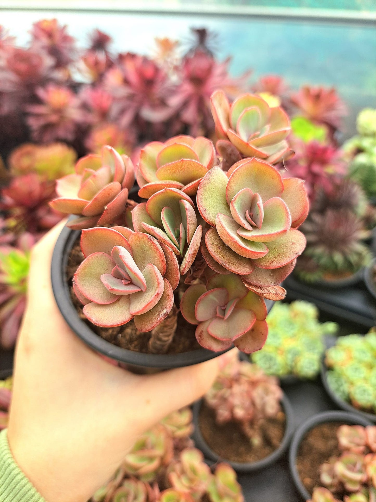 Echeveria suyon