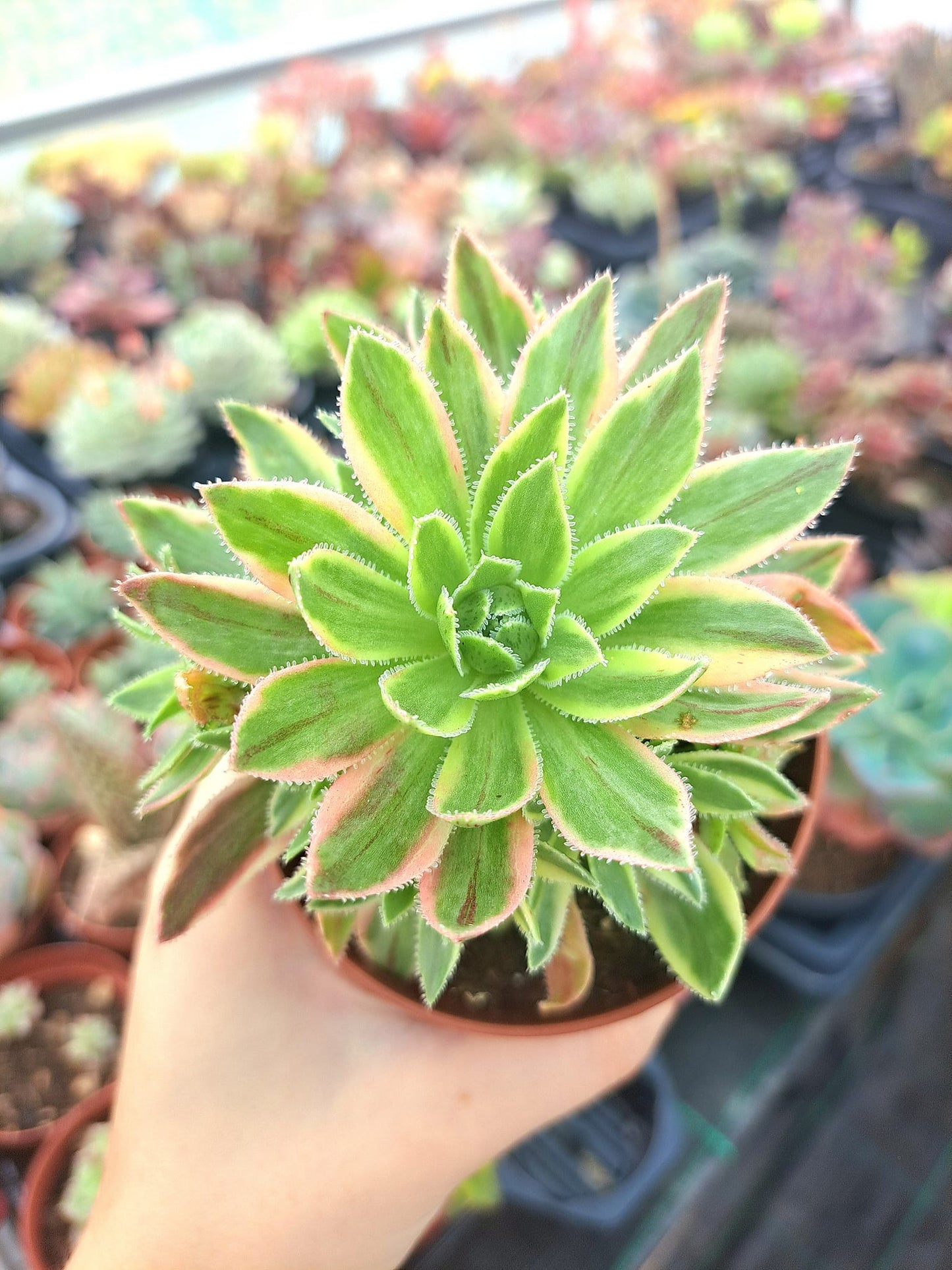 Aeonium simsii