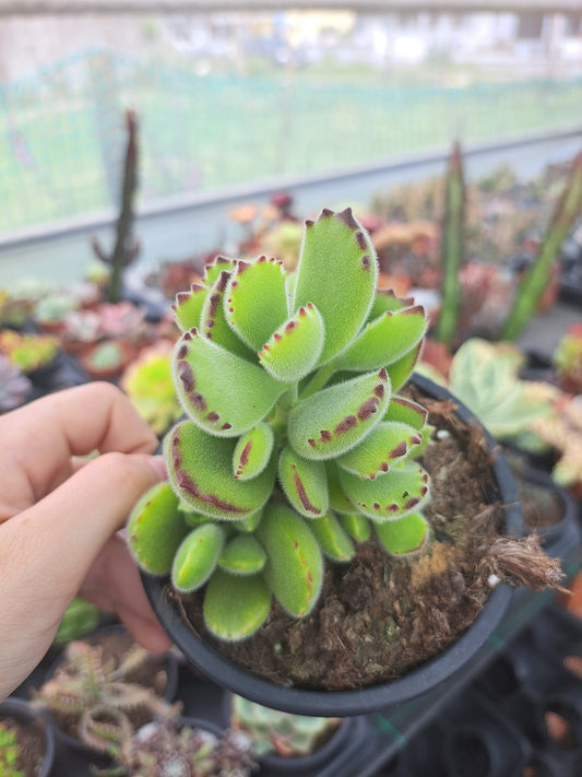 Cotyledon Tomentosa