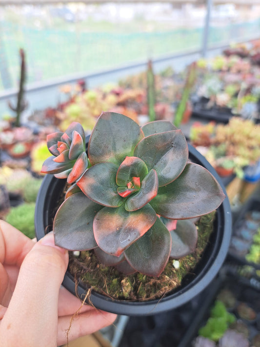 Echeveria Chroma Variegata