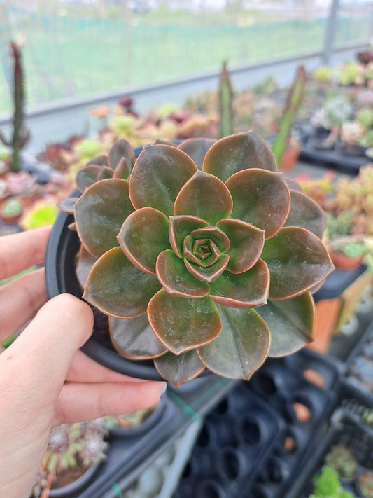 Echeveria Melaco