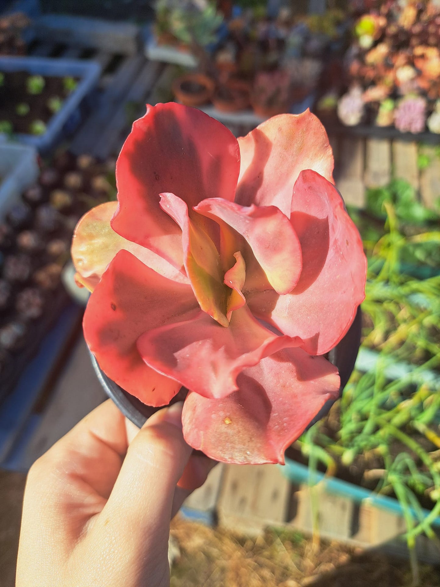 Echeveria Flamengo Variegata