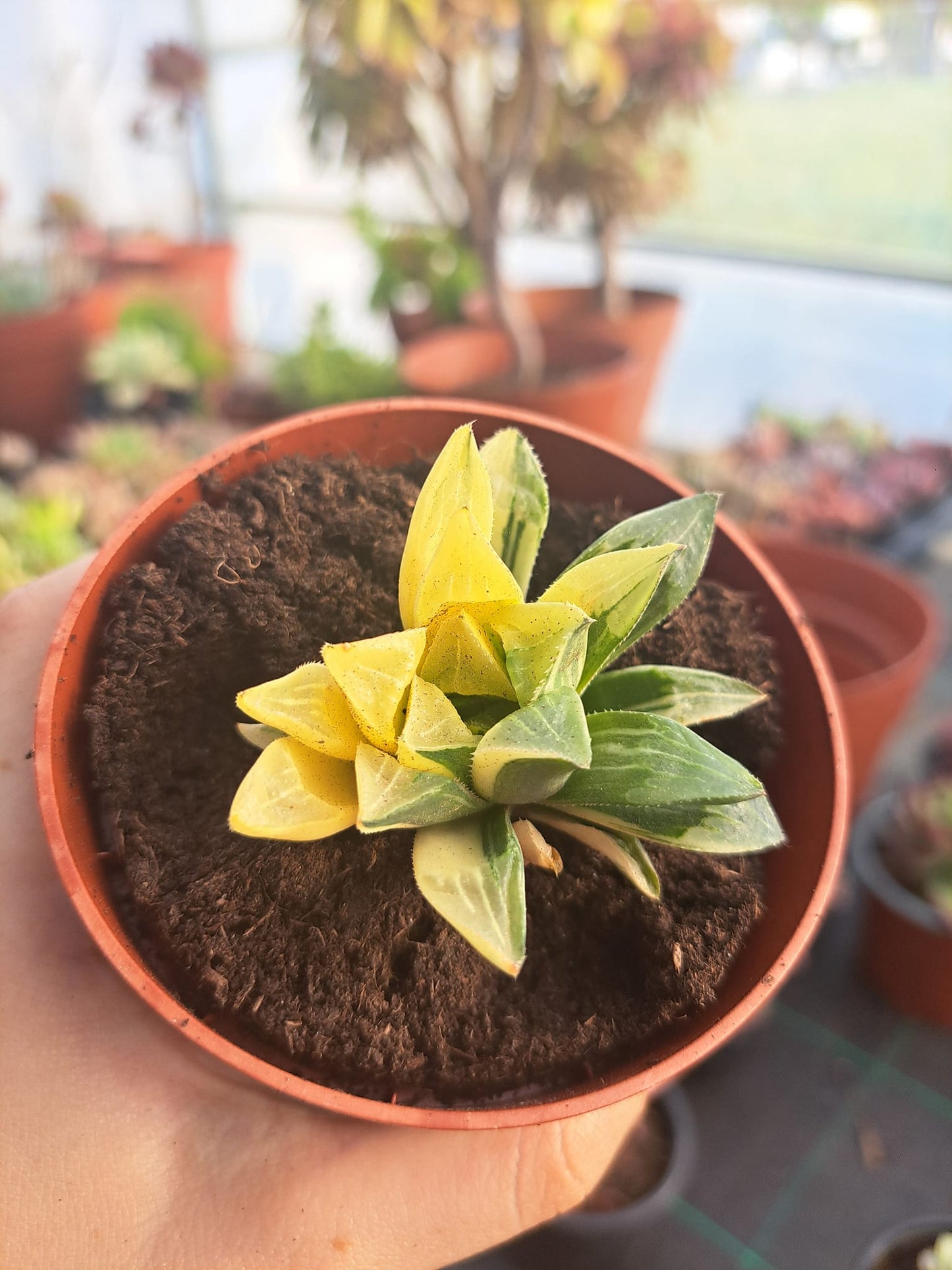 Haworthia ji shou variegata