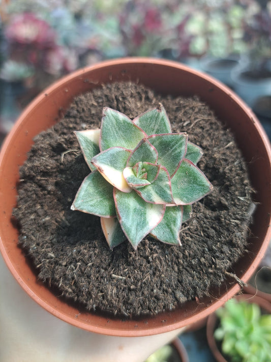 Echeveria Monocerotis Variegata