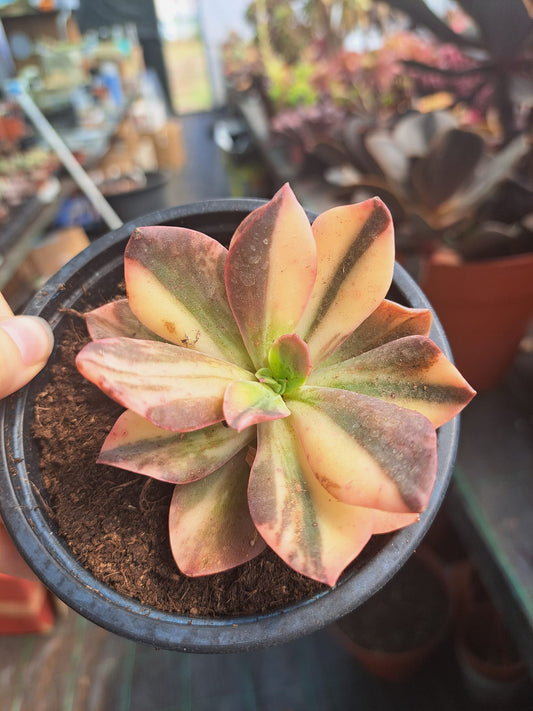 Echeveria Hanaikada Variegata