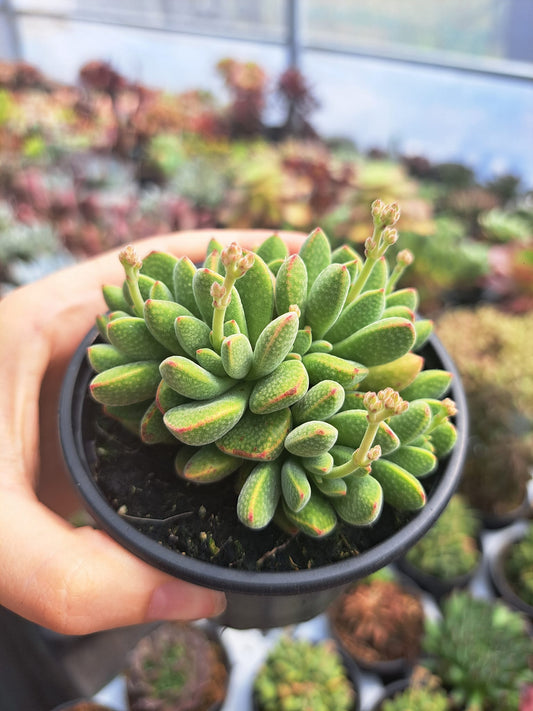 Crassula Ausensis Titanopsis