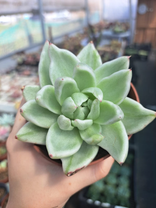 Echeveria Agavoides Lemon Variegata